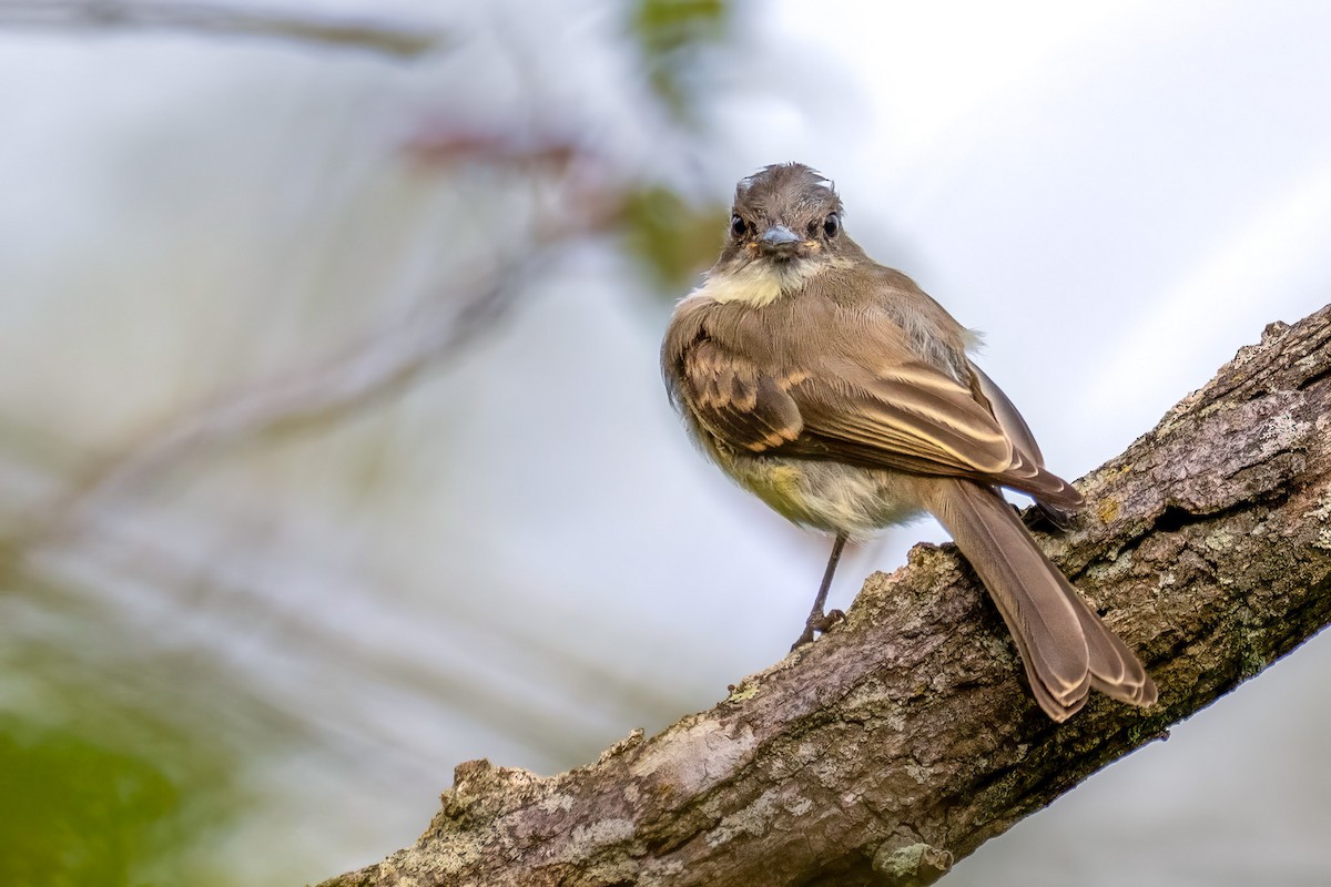 Eastern Phoebe - ML641855588
