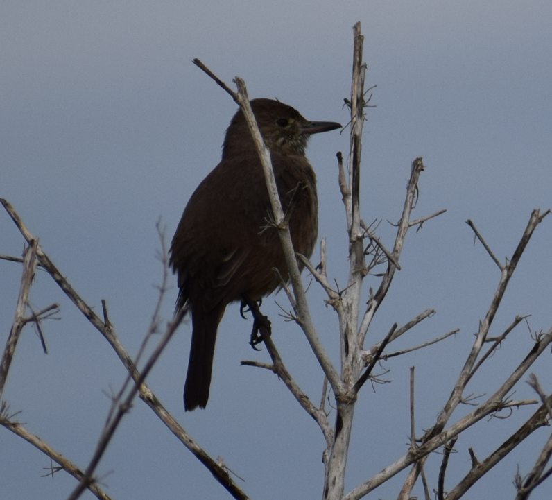 Great Shrike-Tyrant - ML641855610