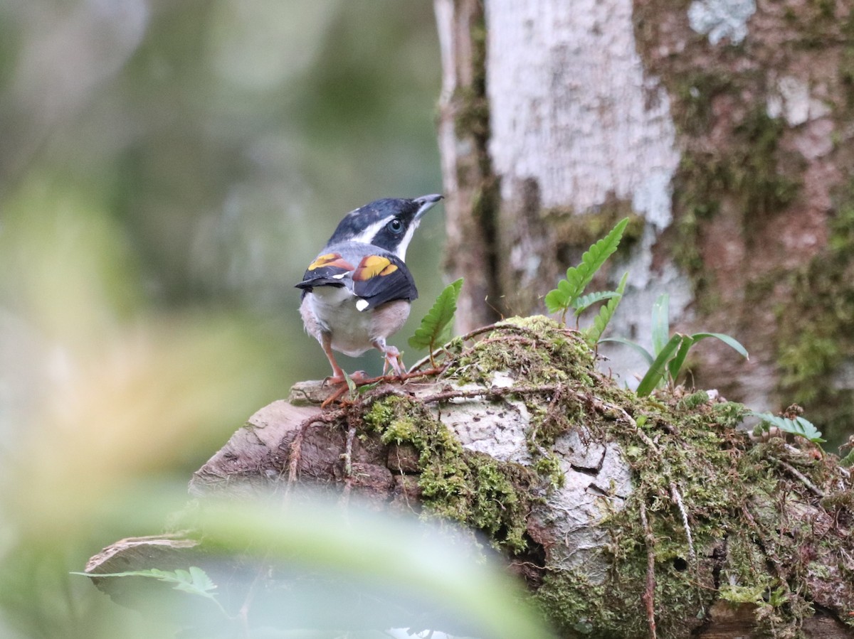White-browed Shrike-Babbler - ML641855611