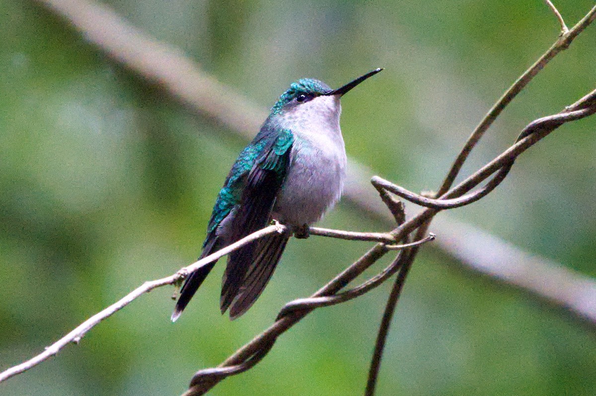 Violet-capped Woodnymph - ML641855620