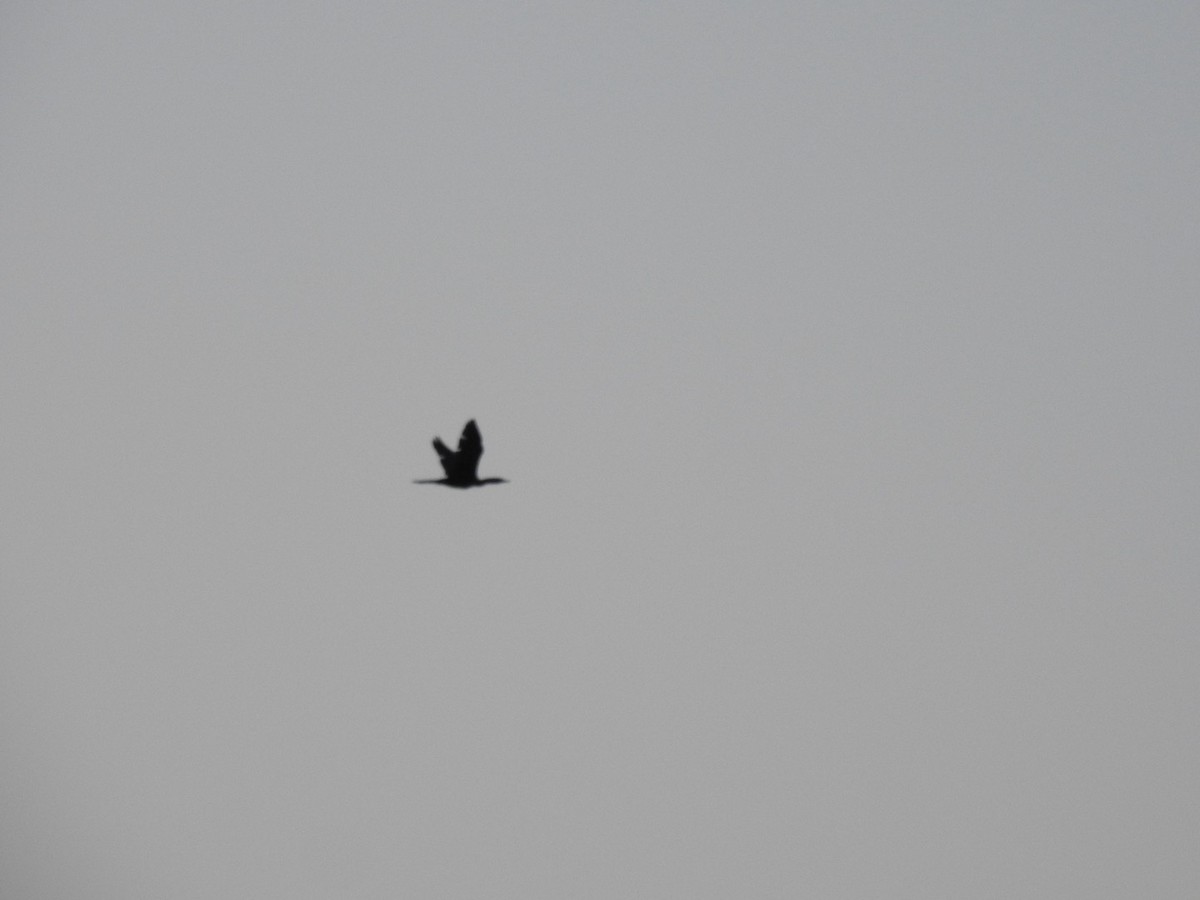 Reed Cormorant - ML641855639