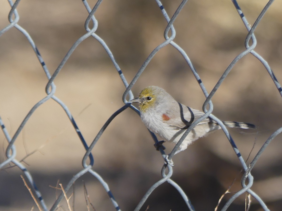 Verdin - ML641855695
