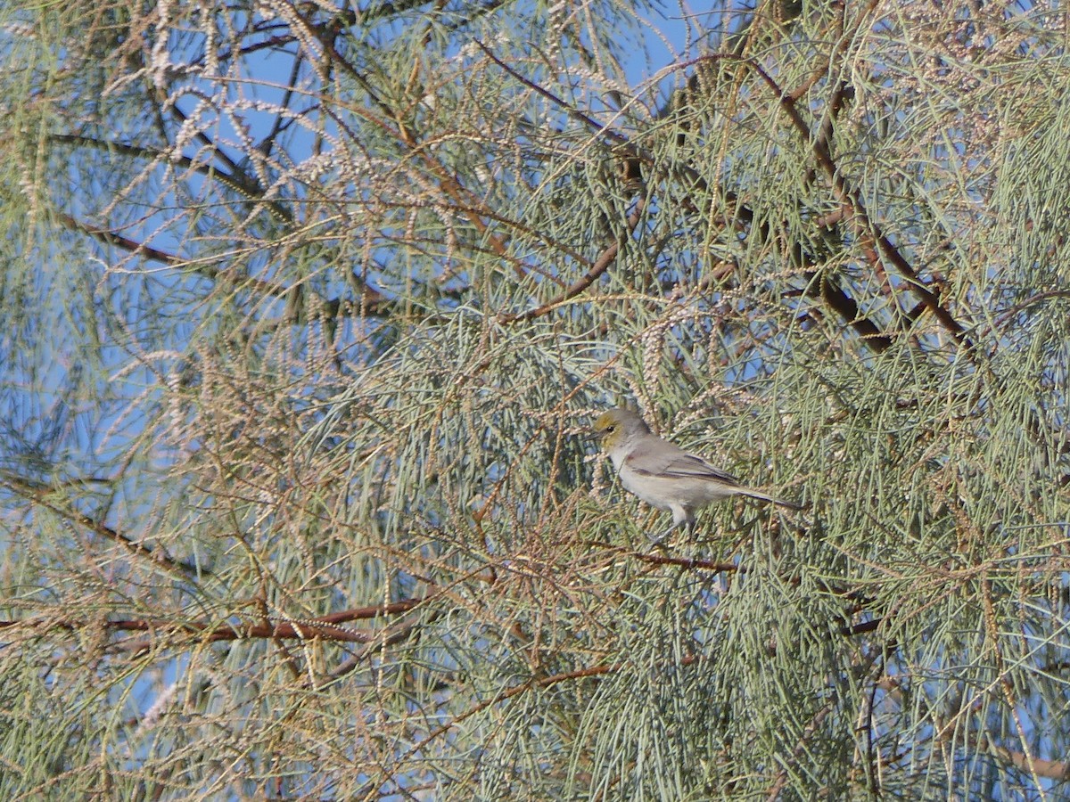 Verdin - ML641855697