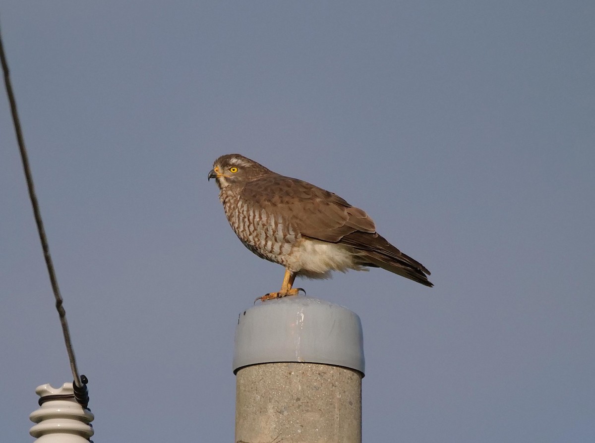 Amurbussard - ML641855751