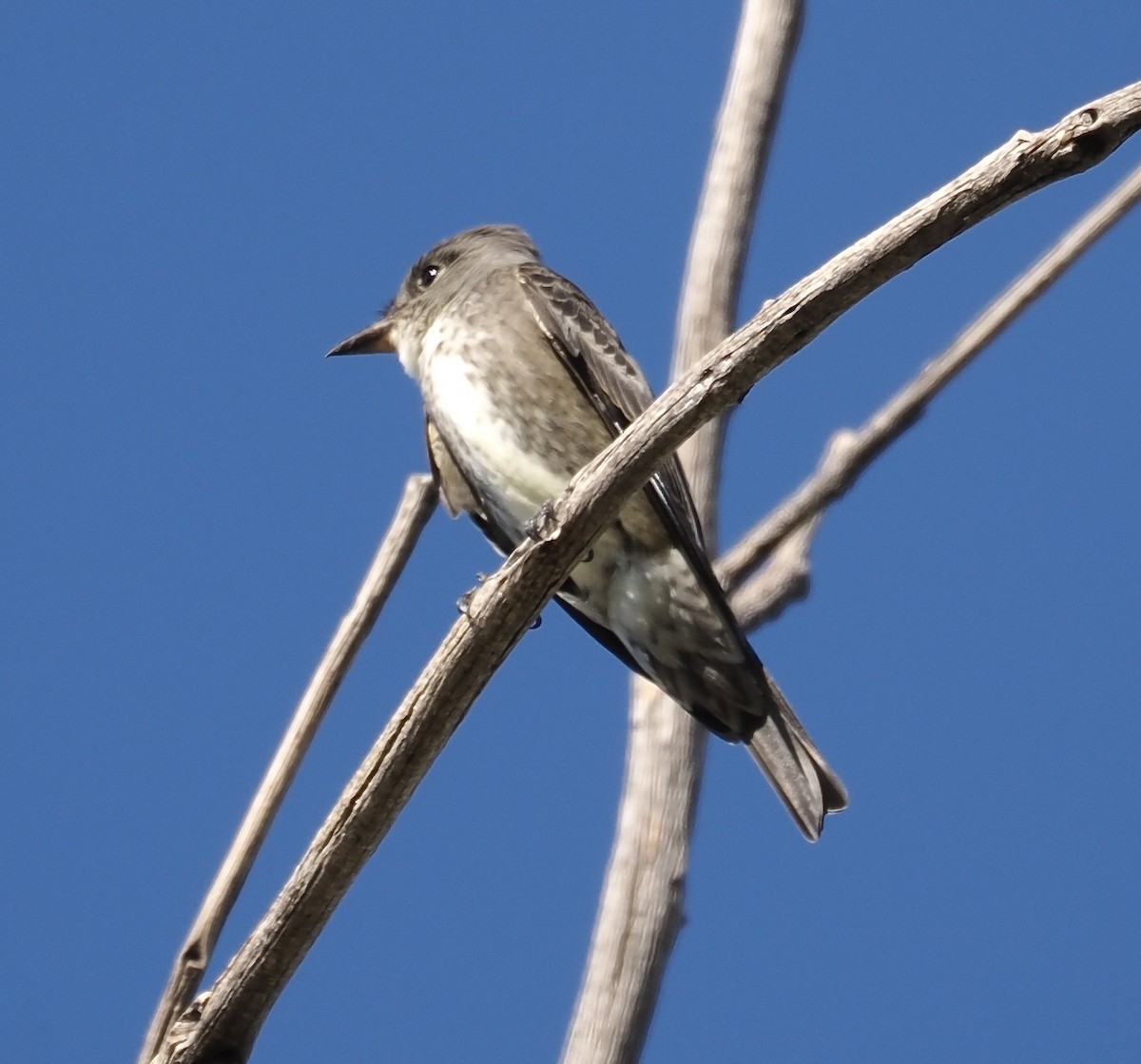 Olivflanken-Schnäppertyrann - ML641855772