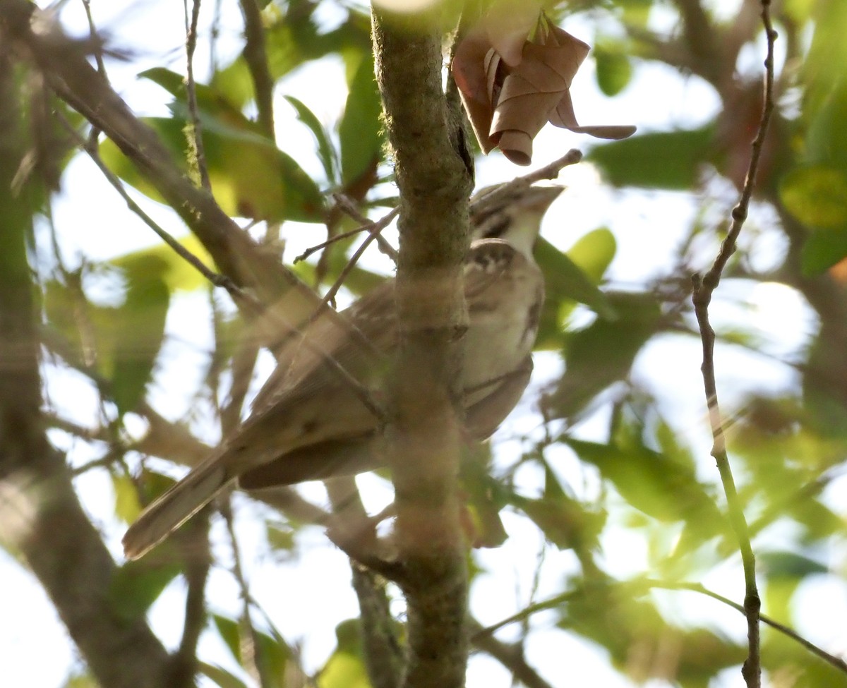 Lark Sparrow - ML641855778