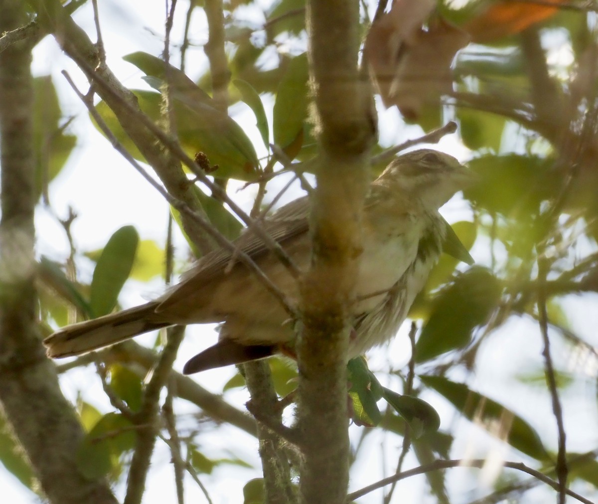 Lark Sparrow - ML641855779