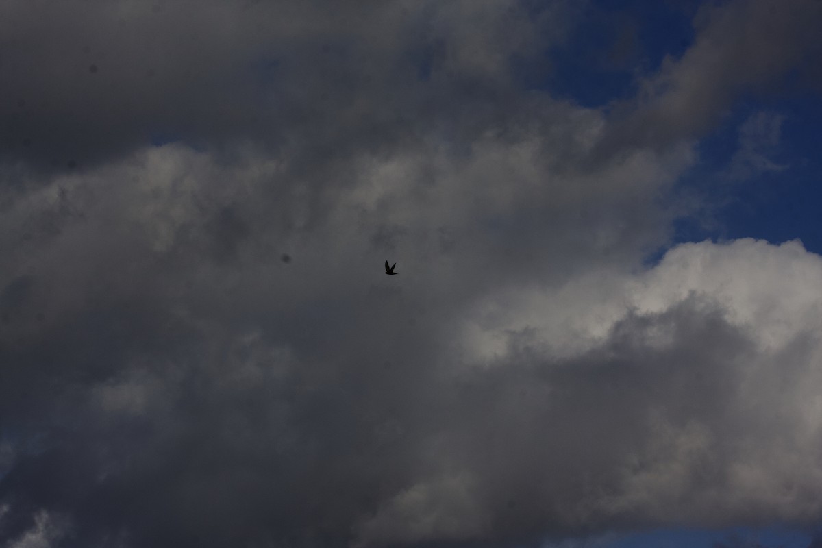 Pallid Swift - ML641855784