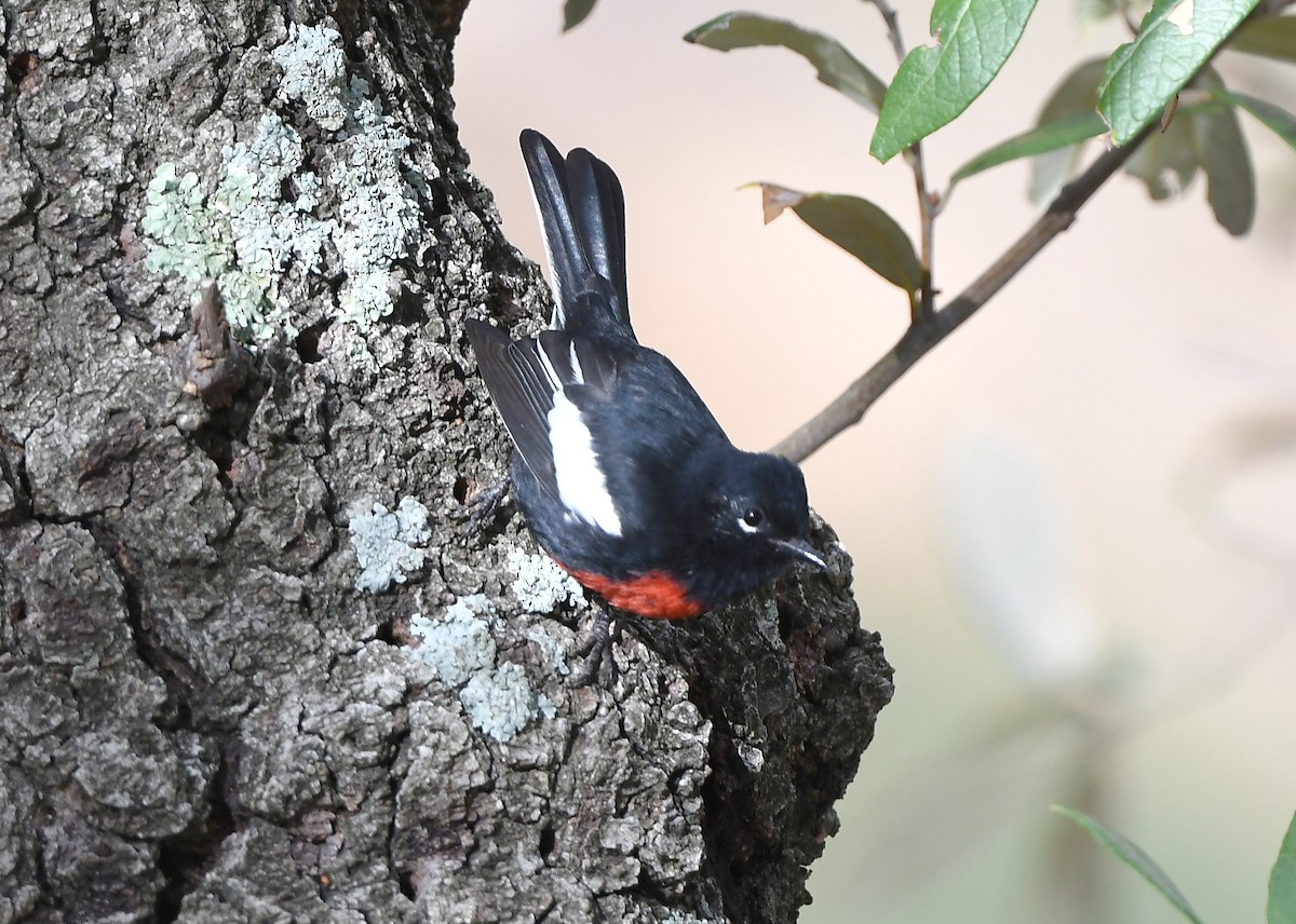 Painted Redstart - ML641855785
