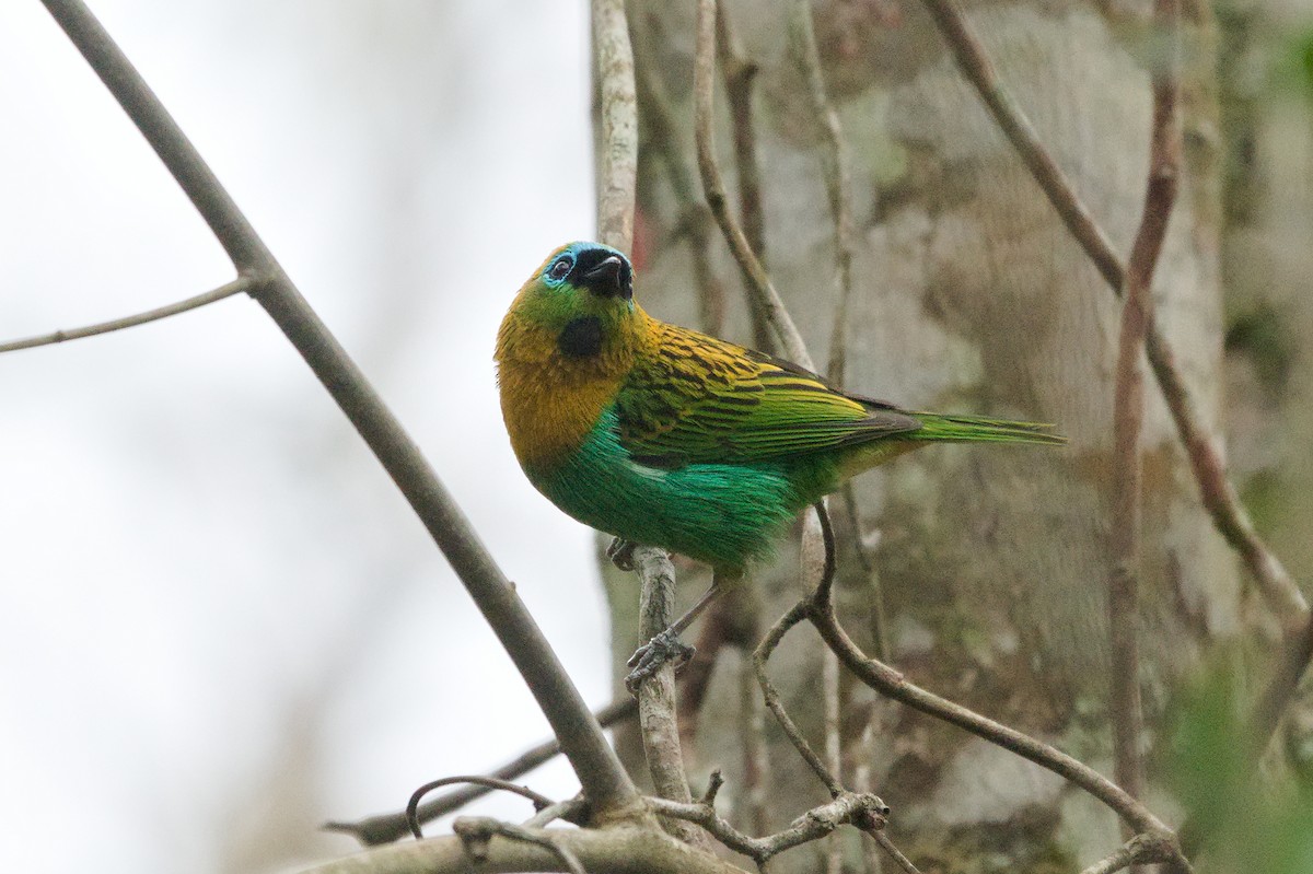 Brassy-breasted Tanager - ML641855786