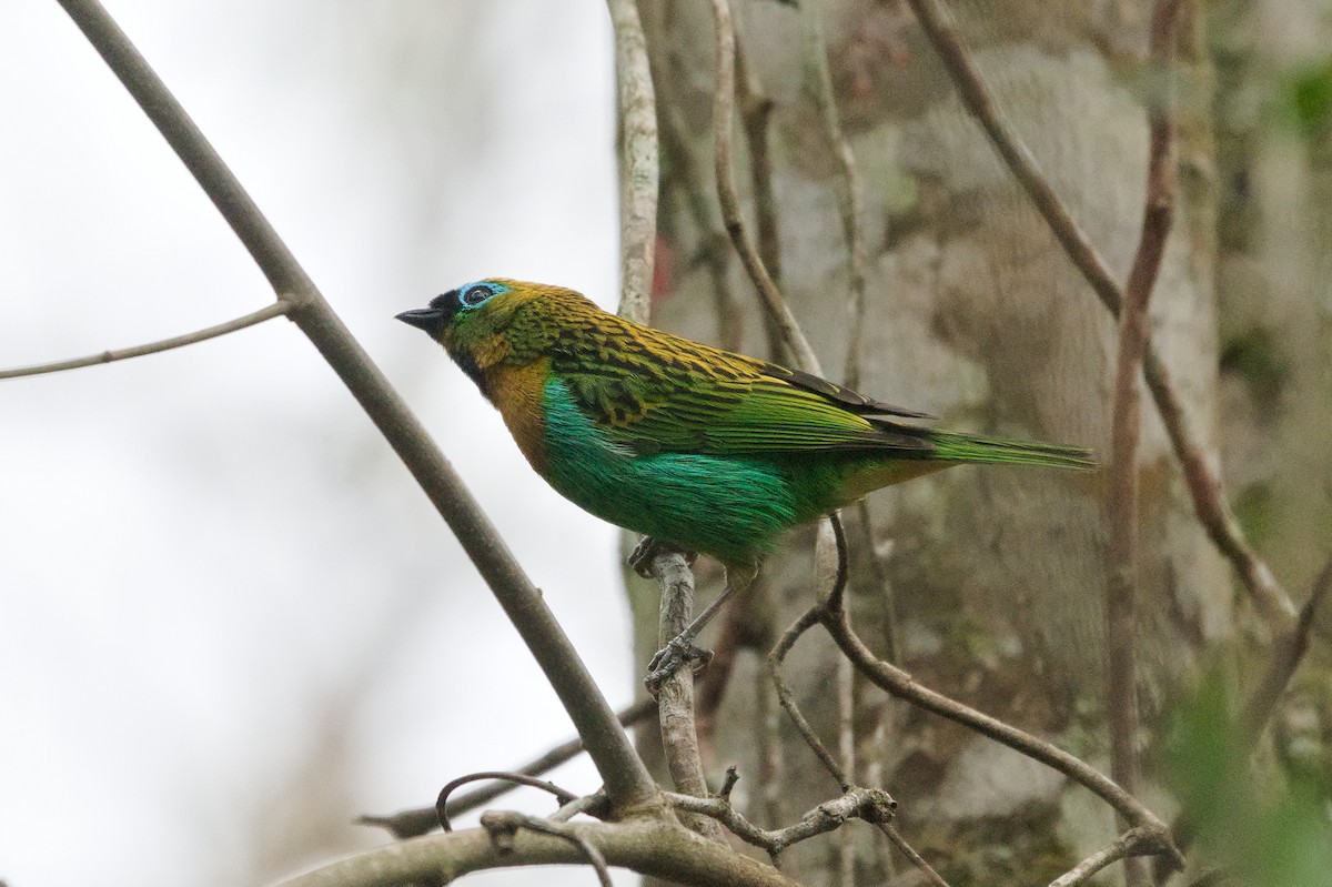 Brassy-breasted Tanager - ML641855787