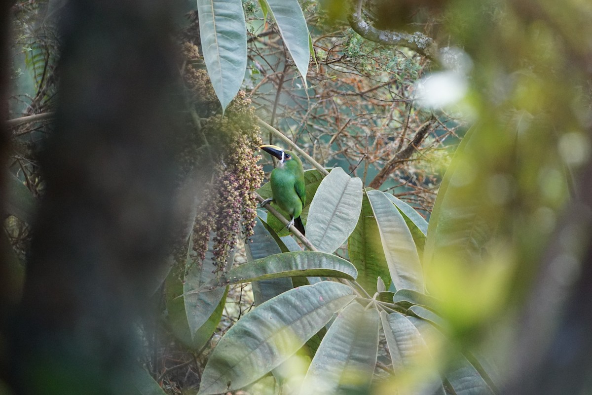 Southern Emerald-Toucanet - ML641855789