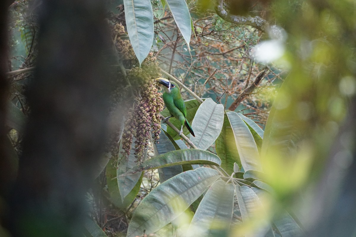 Southern Emerald-Toucanet - ML641855790