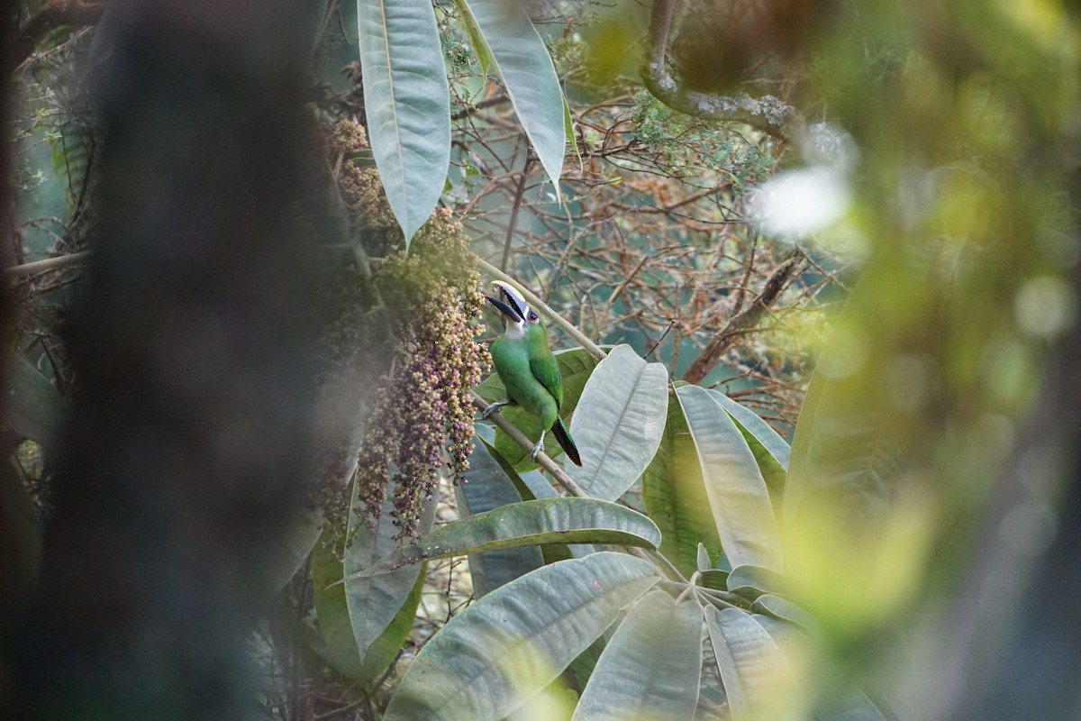 Southern Emerald-Toucanet - ML641855791