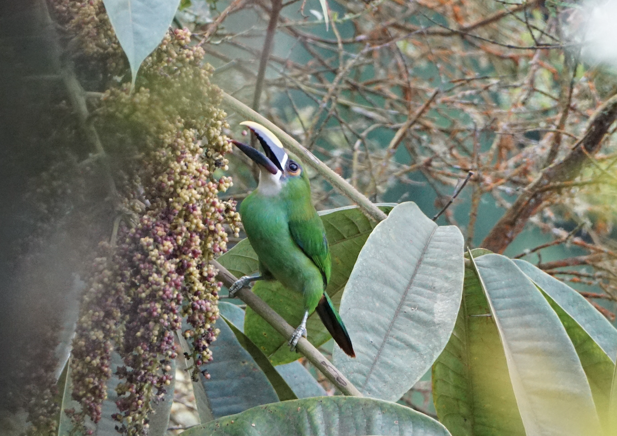 Southern Emerald-Toucanet - ML641855827
