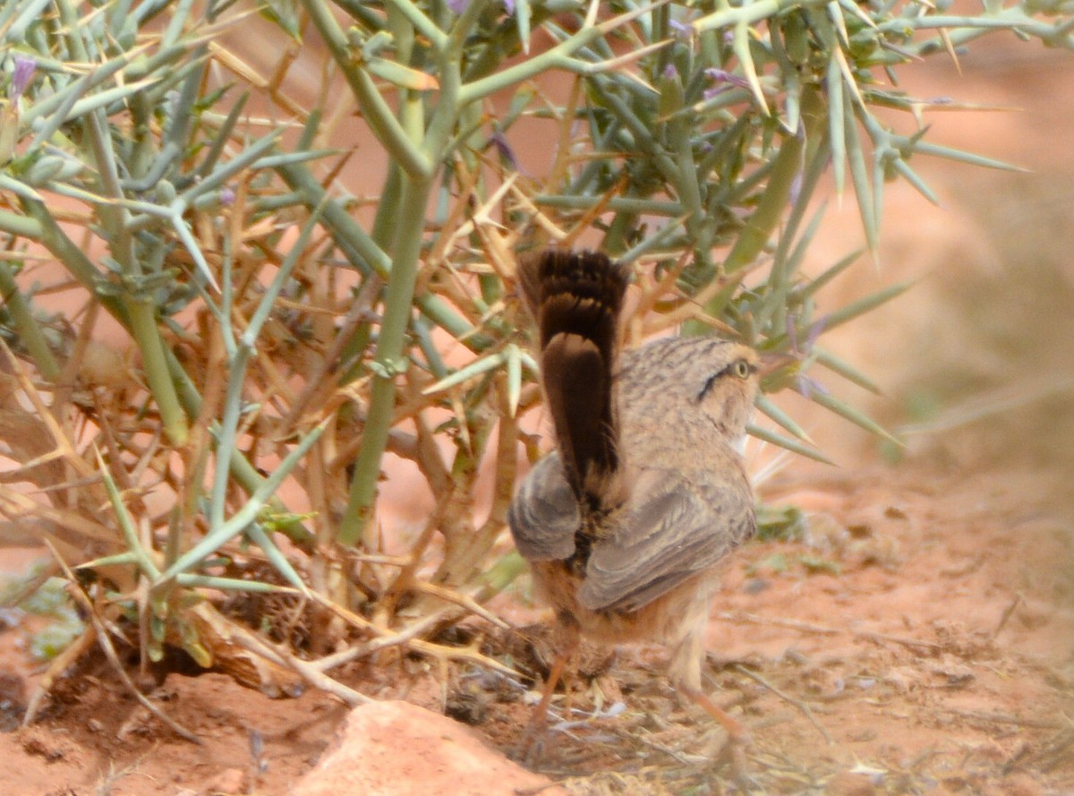 Scrub Warbler - ML641855847
