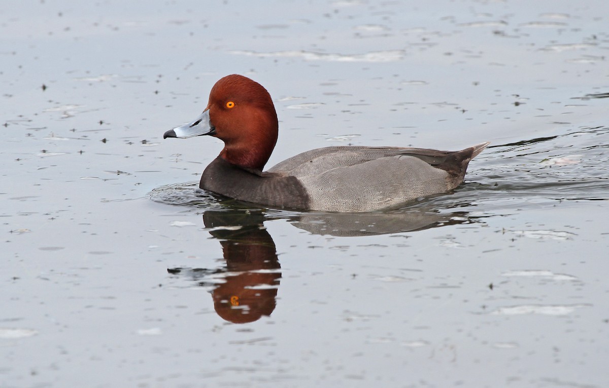 Redhead - ML641855876