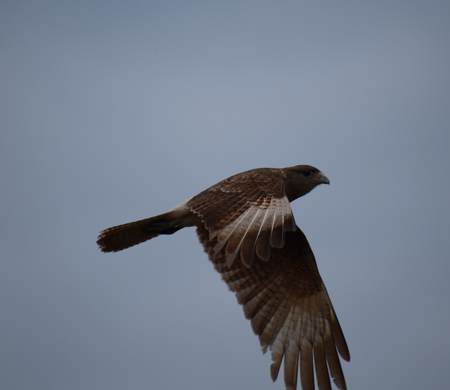 Chimango Caracara - ML641855878