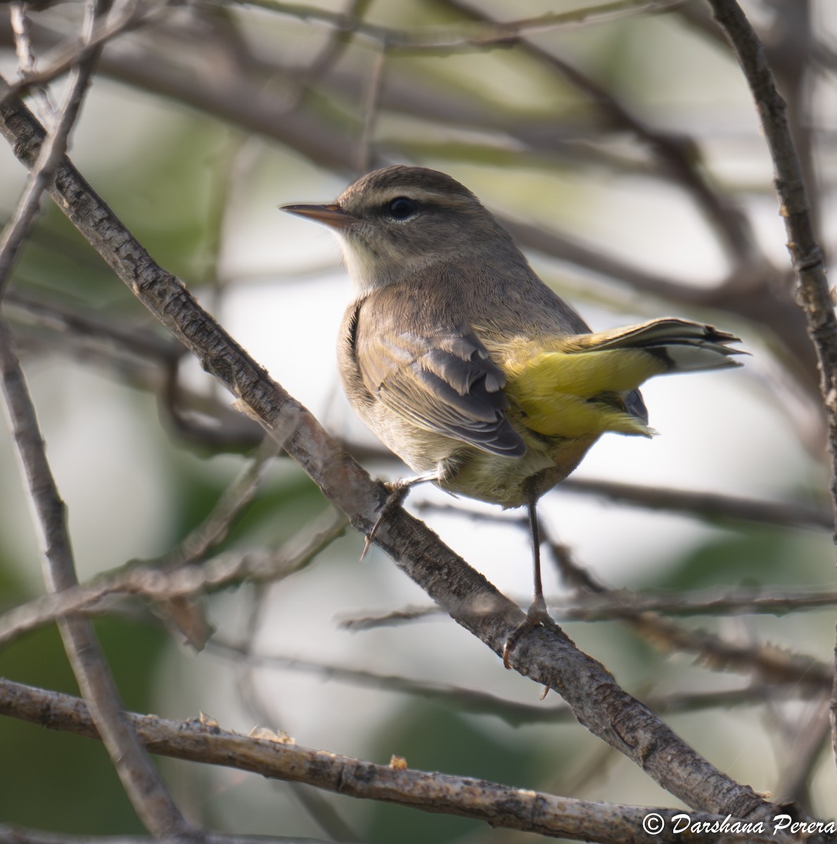 Palm Warbler - ML641855887