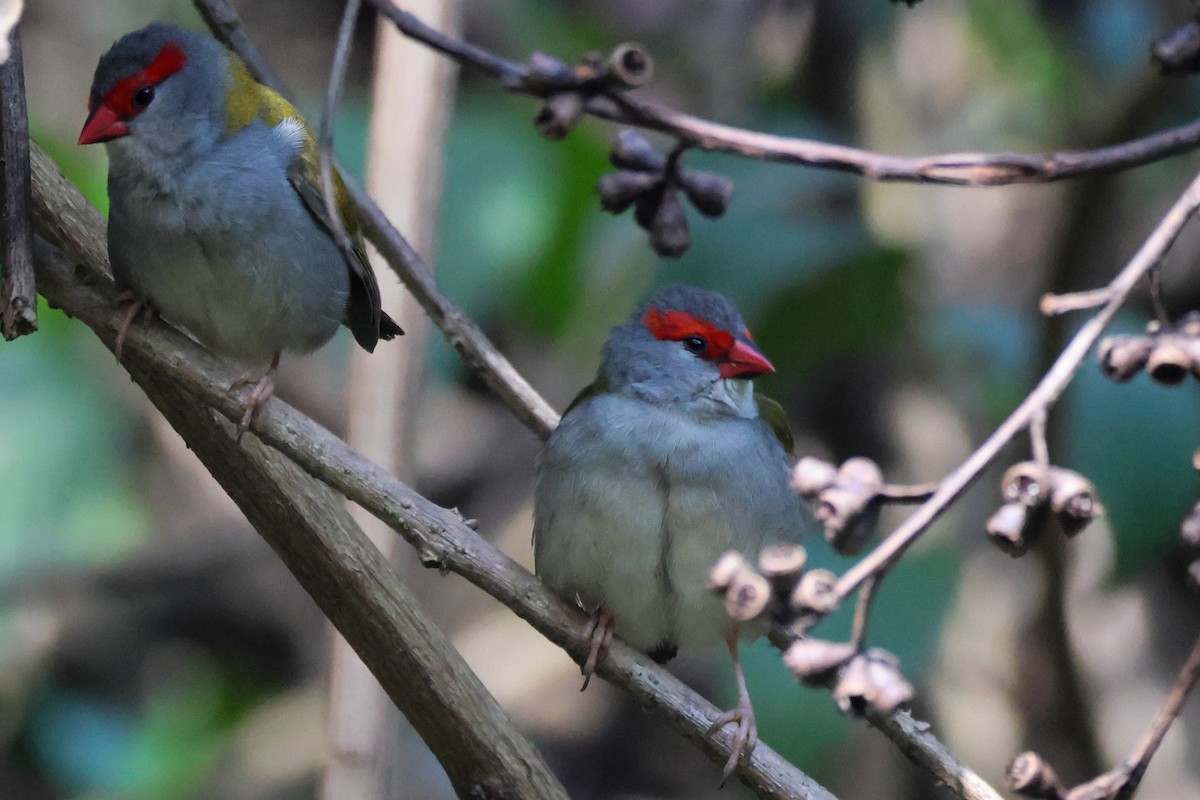 Red-browed Firetail - ML641855908
