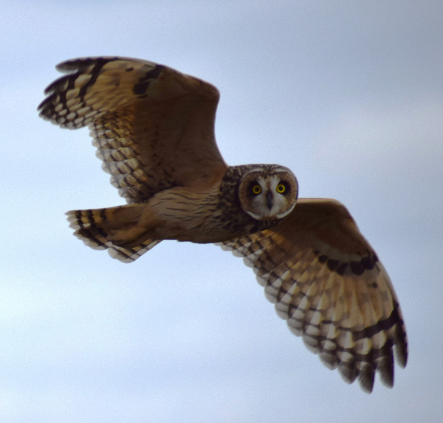 Short-eared Owl - ML641855911