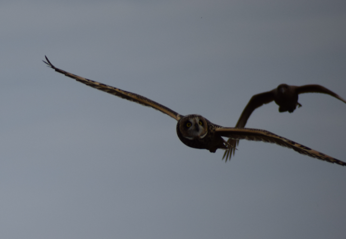 Short-eared Owl - ML641855913