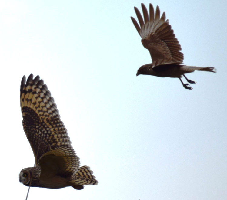 Short-eared Owl - ML641855914