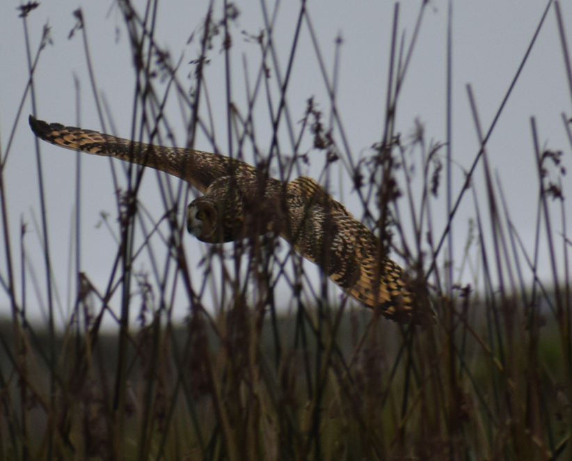 Short-eared Owl - ML641855915