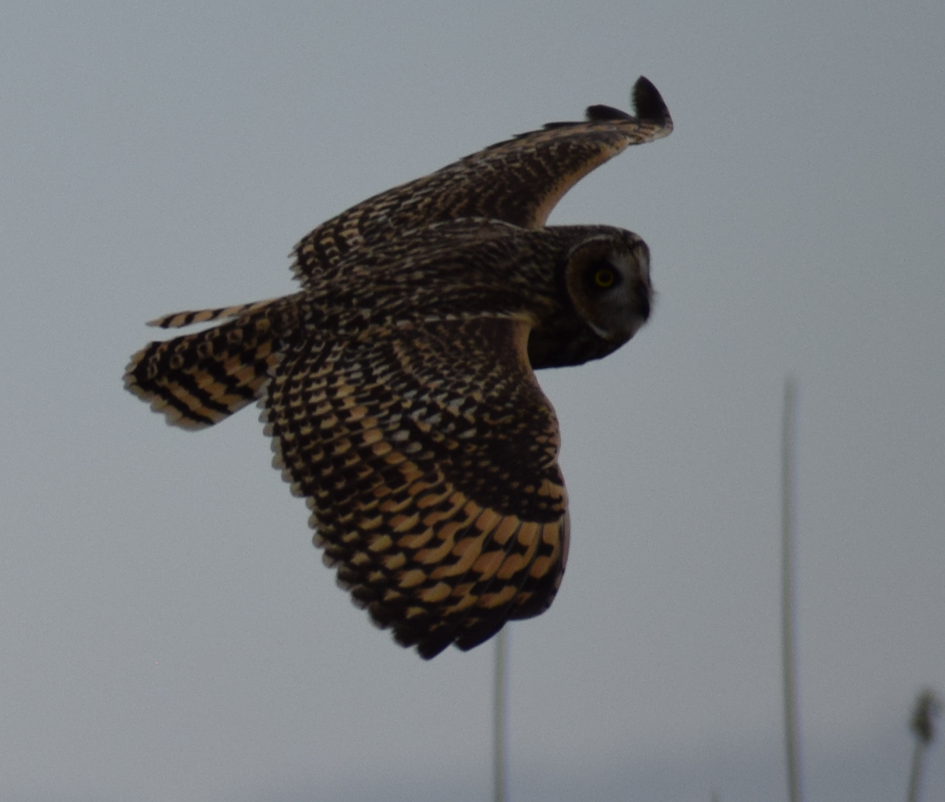 Short-eared Owl - ML641855916