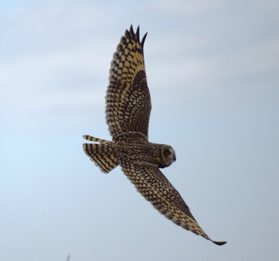 Short-eared Owl - ML641855917