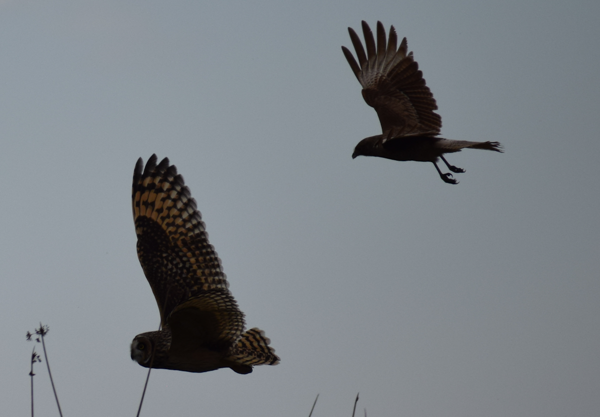 Short-eared Owl - ML641855918