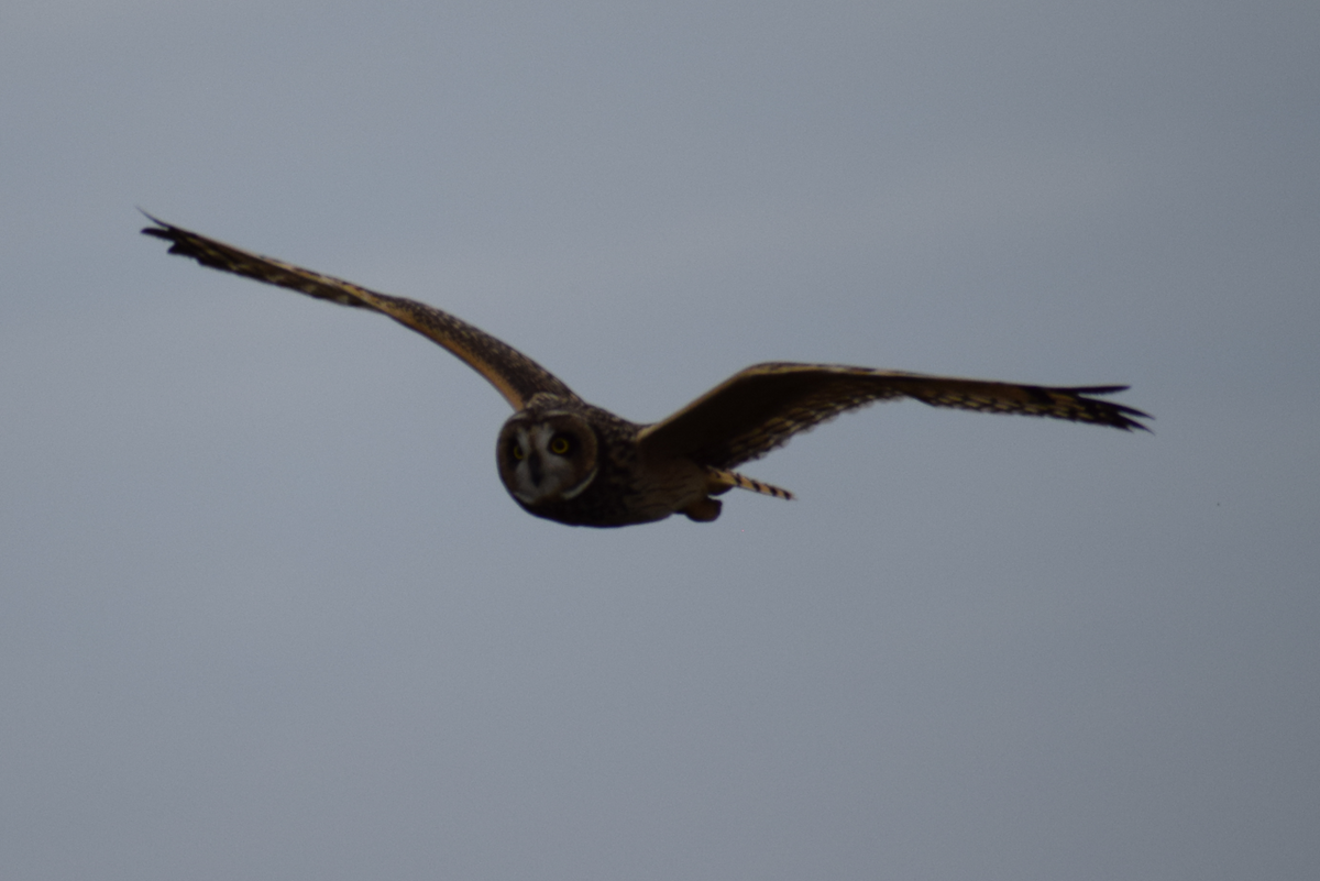 Short-eared Owl - ML641855919