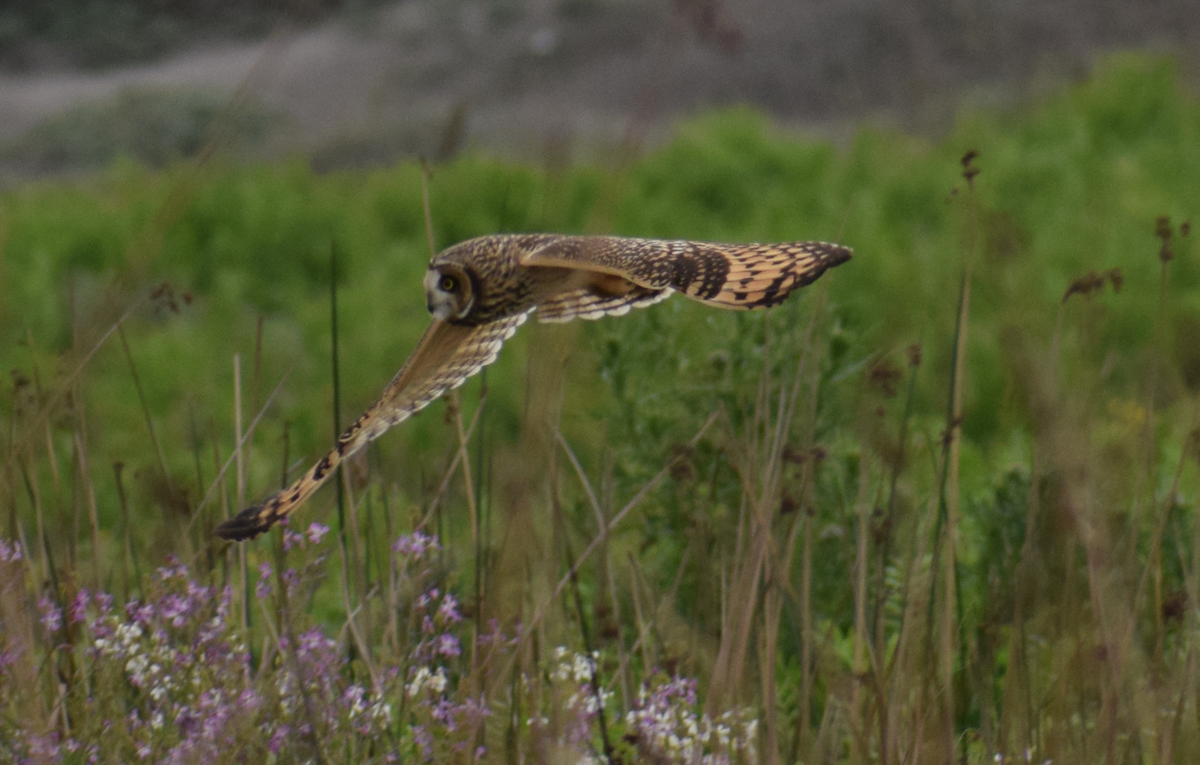 Short-eared Owl - ML641855920