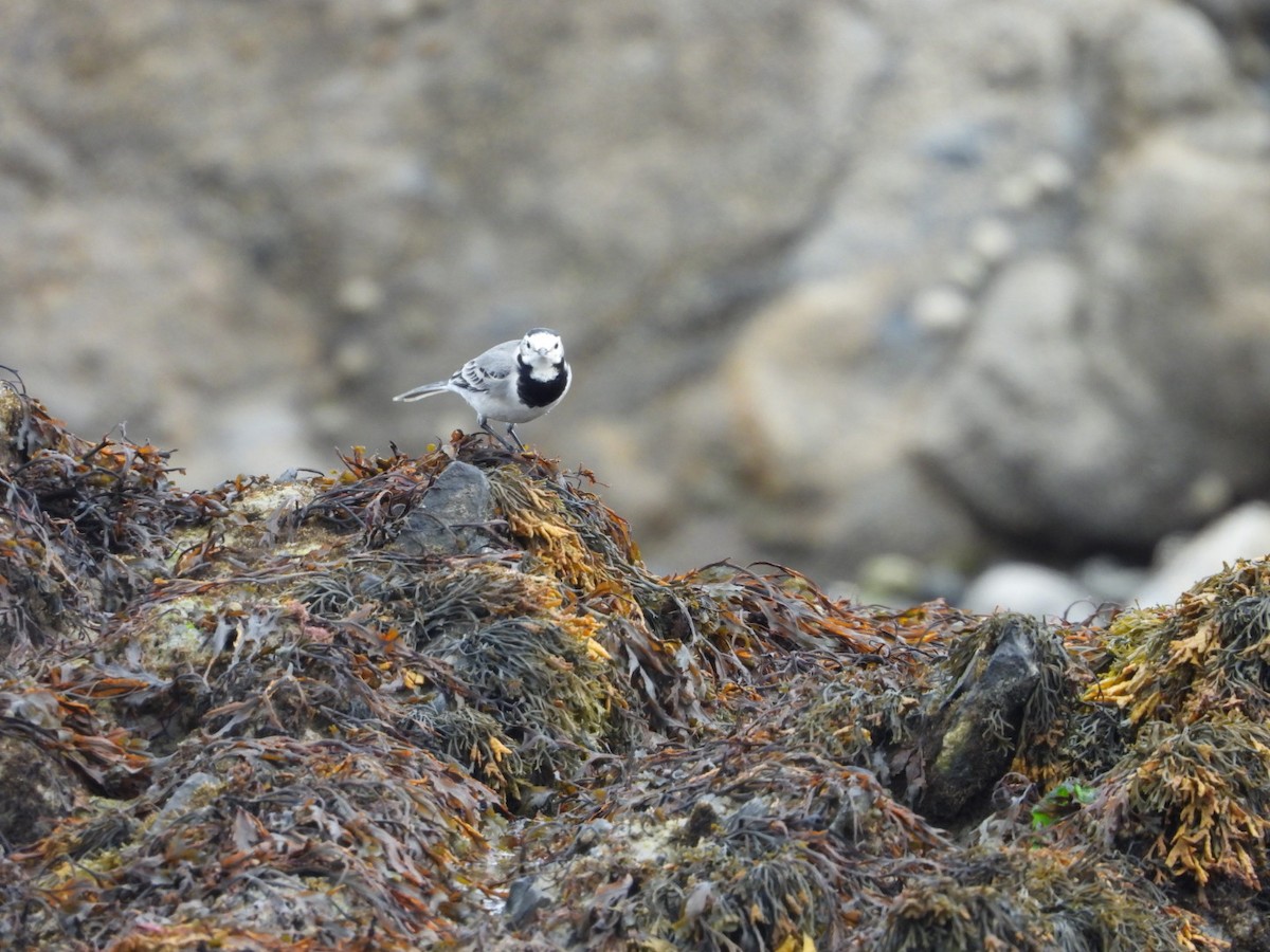 White Wagtail - ML641855941