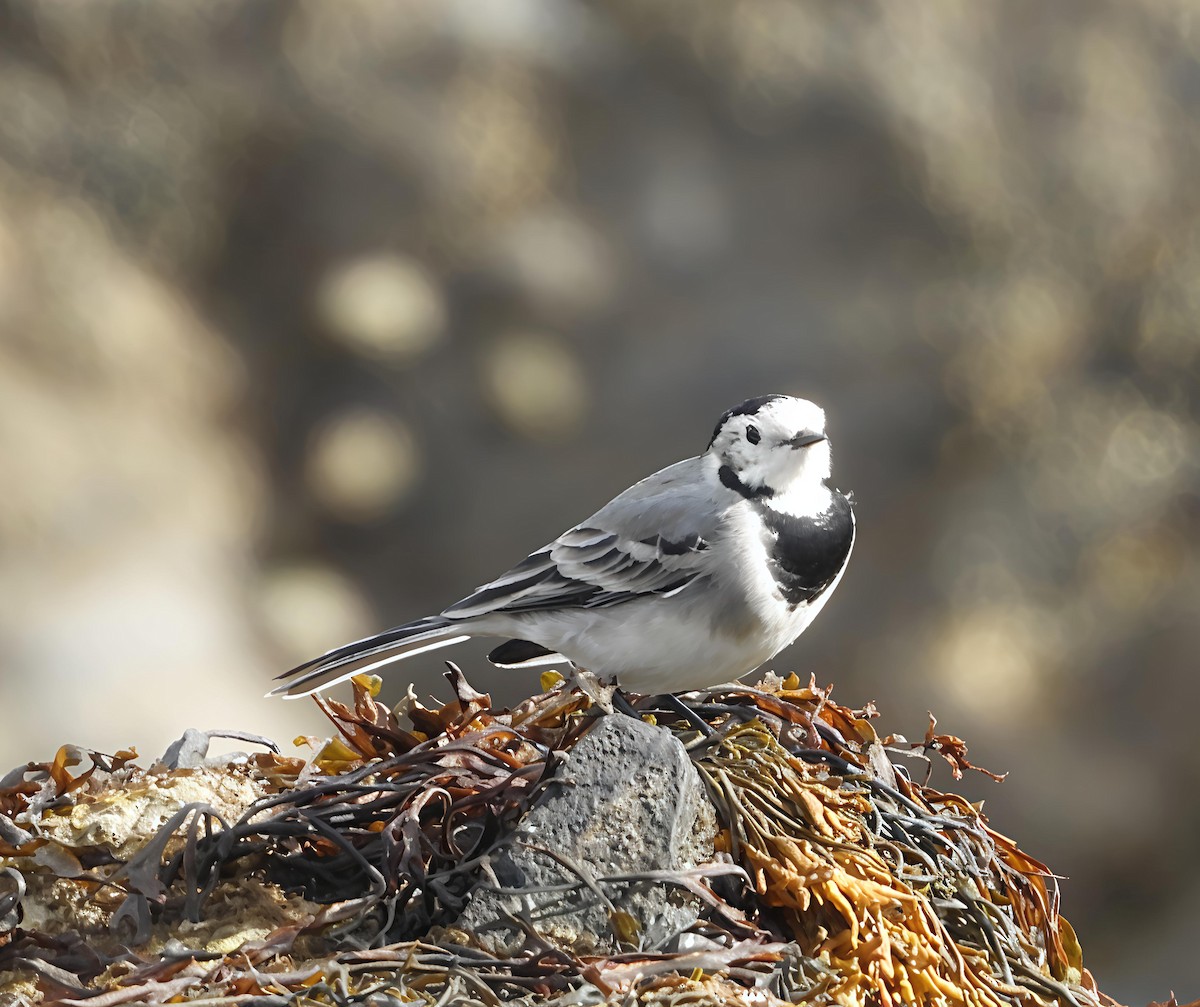 White Wagtail - ML641855942