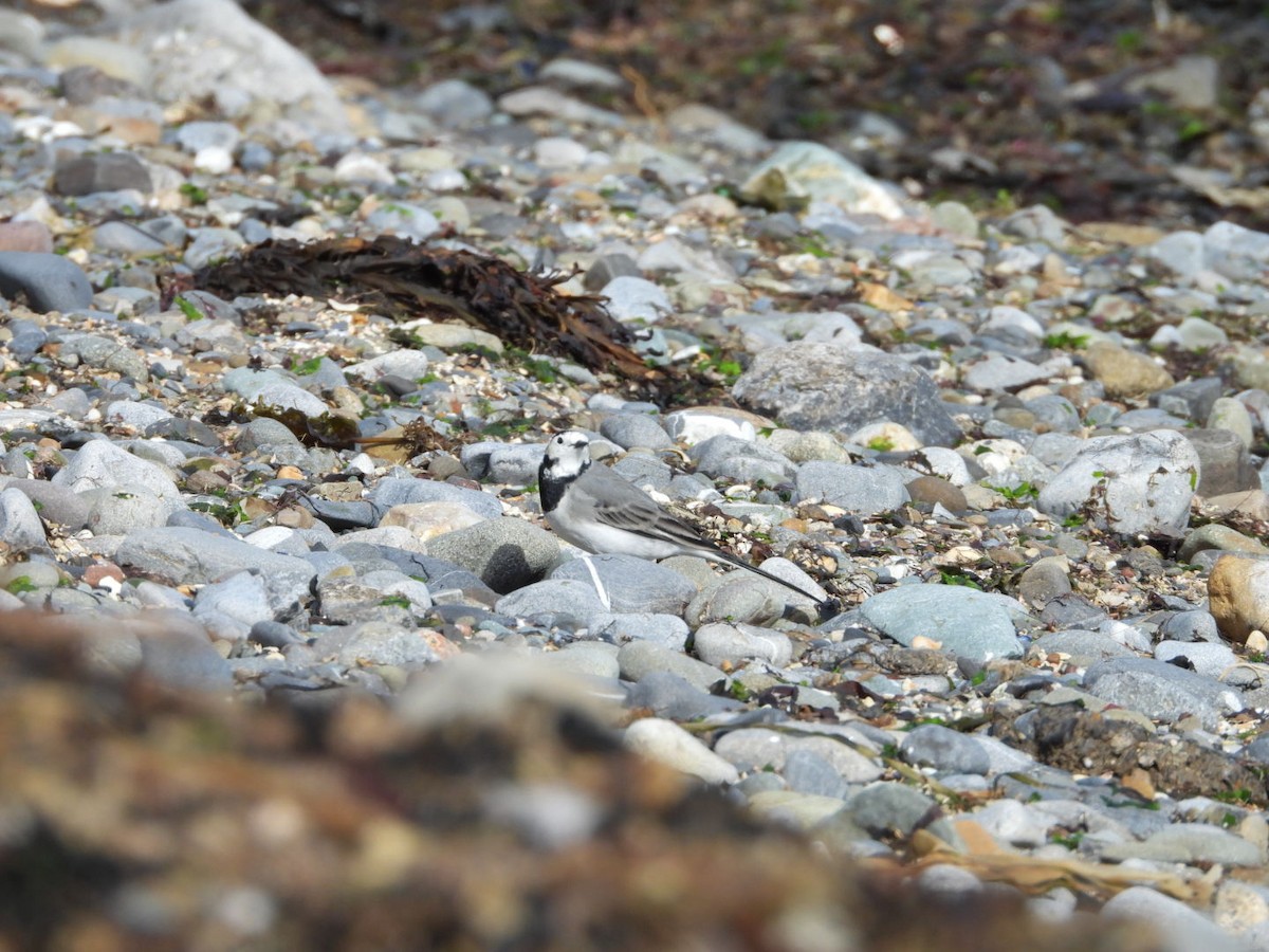 White Wagtail - ML641855943