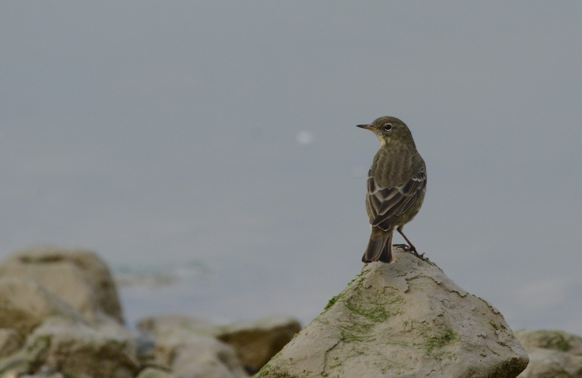 Rock Pipit - ML641855945