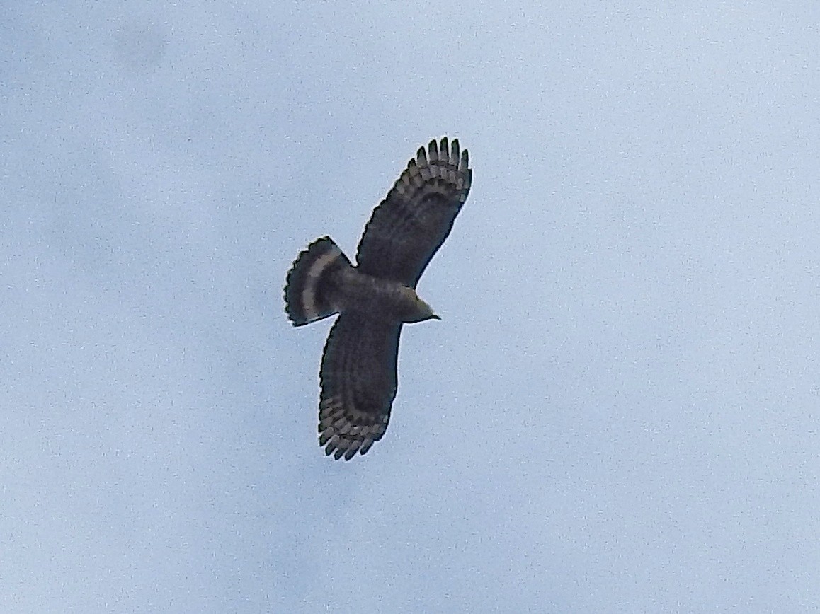 Hook-billed Kite - ML641855962
