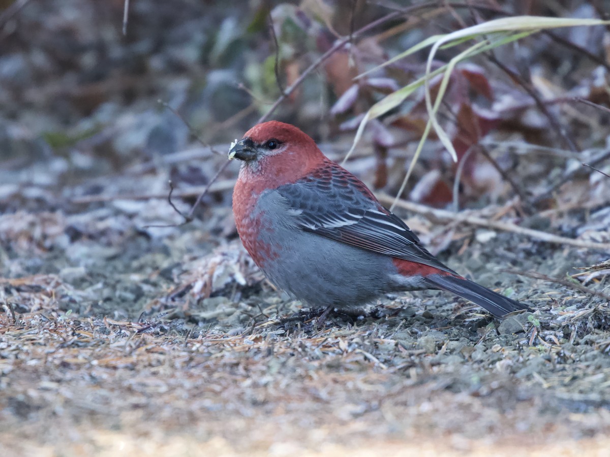 Pine Grosbeak - ML641855964