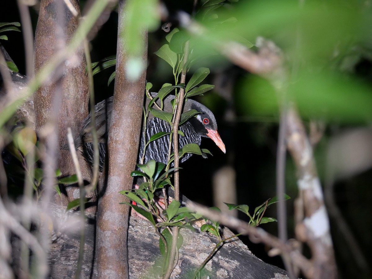 Okinawa Rail - ML641855978