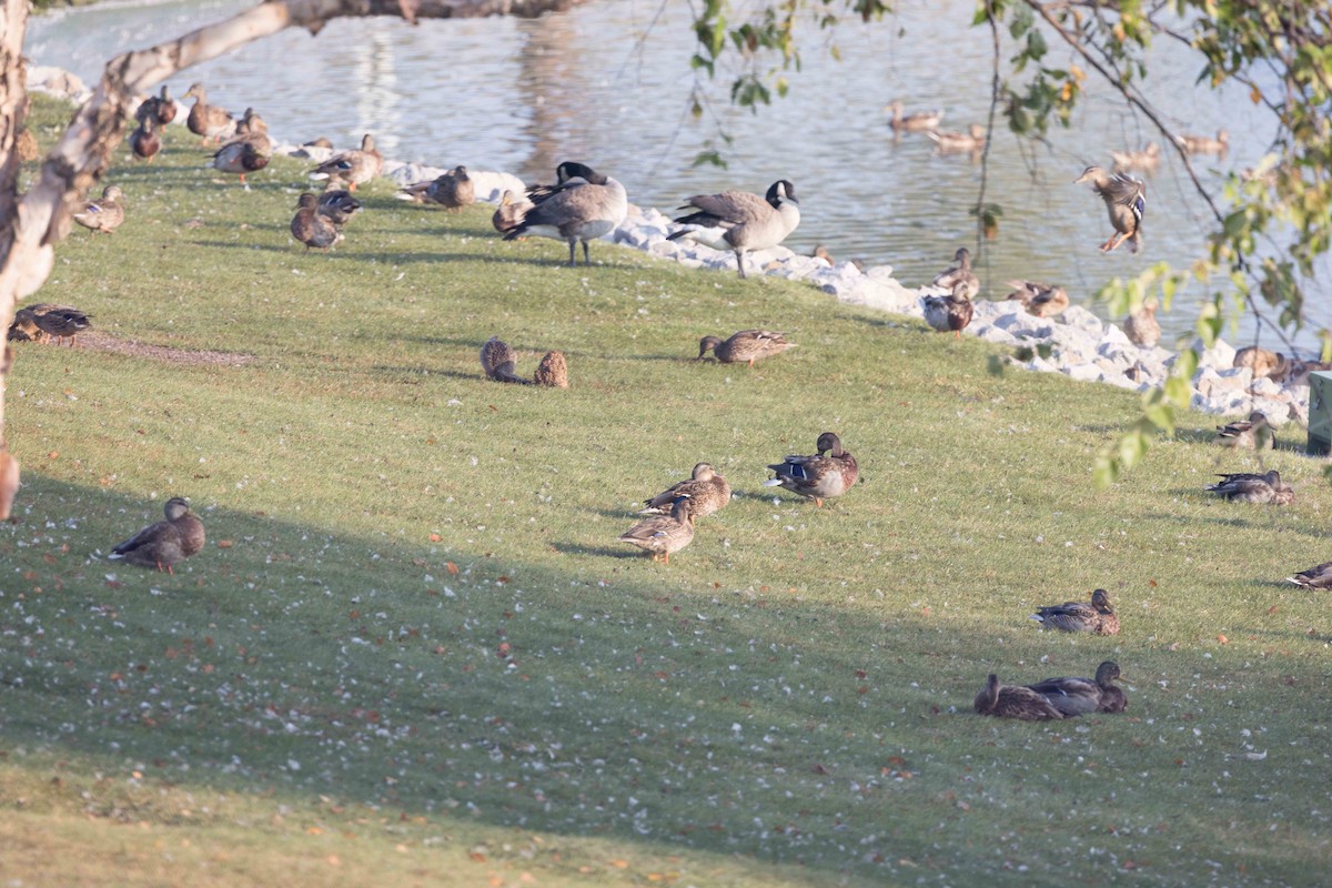 Mallard - ML641855998