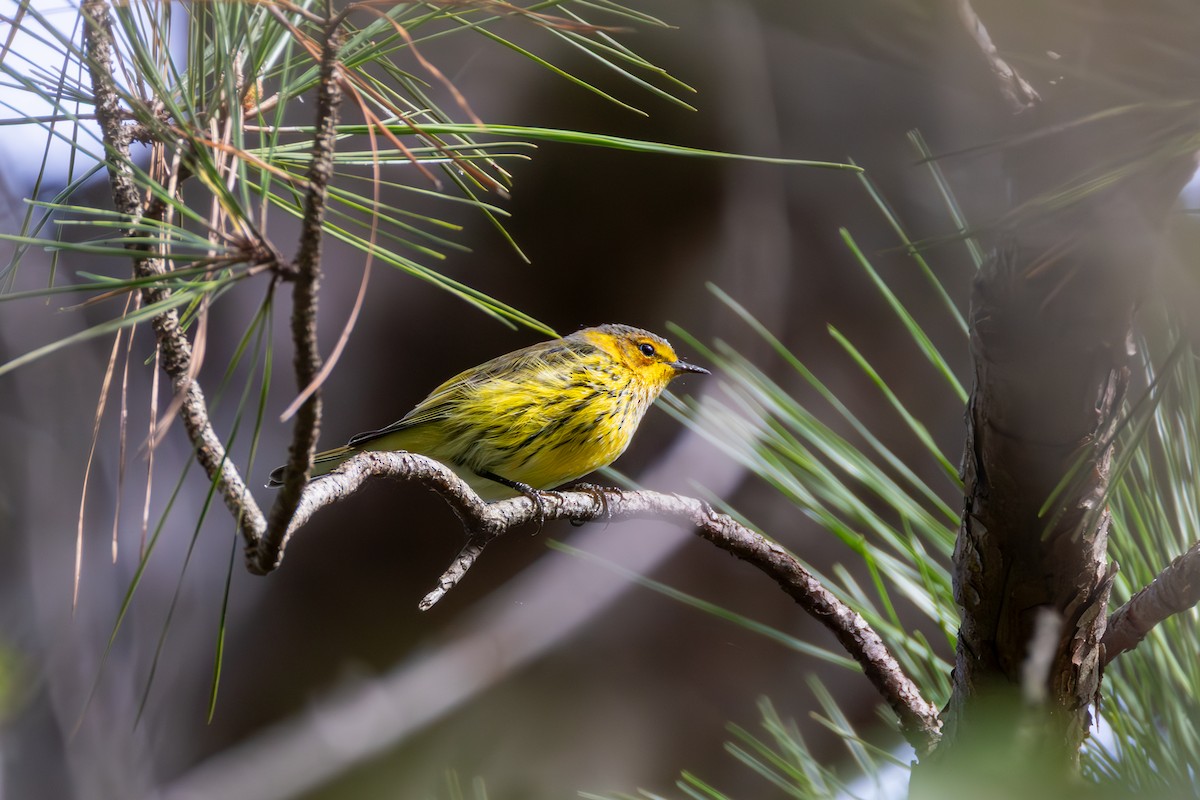 Cape May Warbler - ML641856002