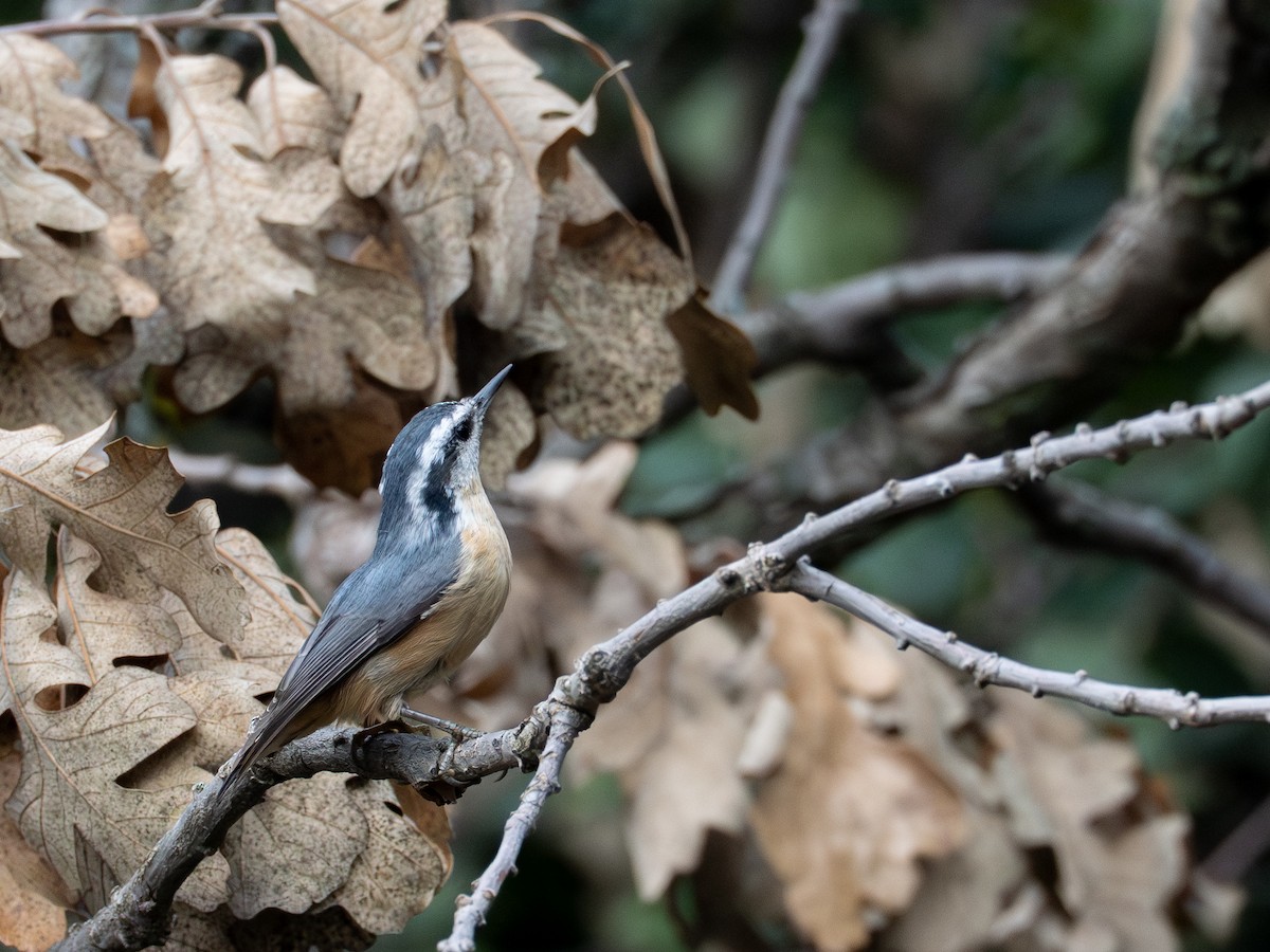 Red-breasted Nuthatch - ML641856003