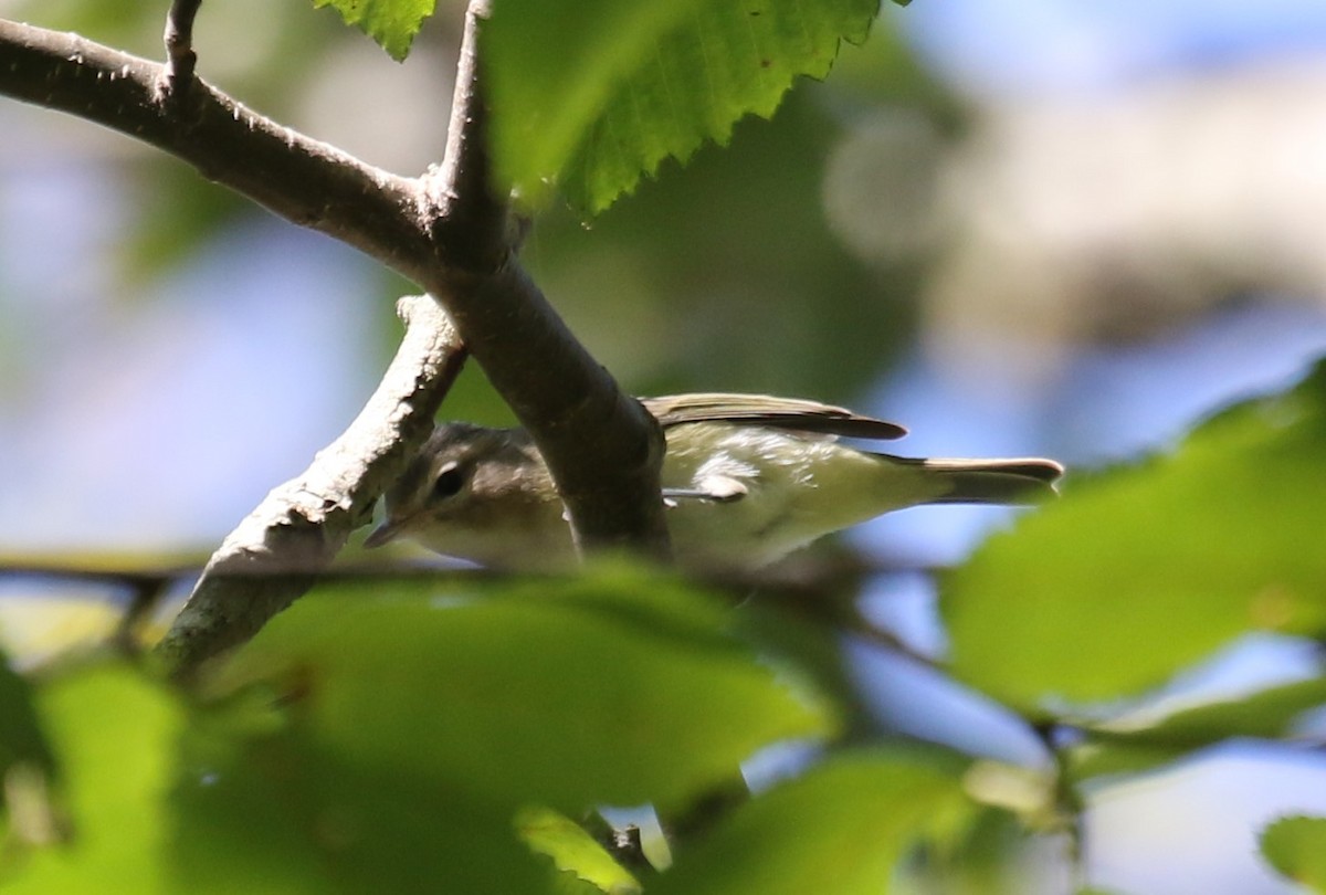 Warbling Vireo - ML641856022