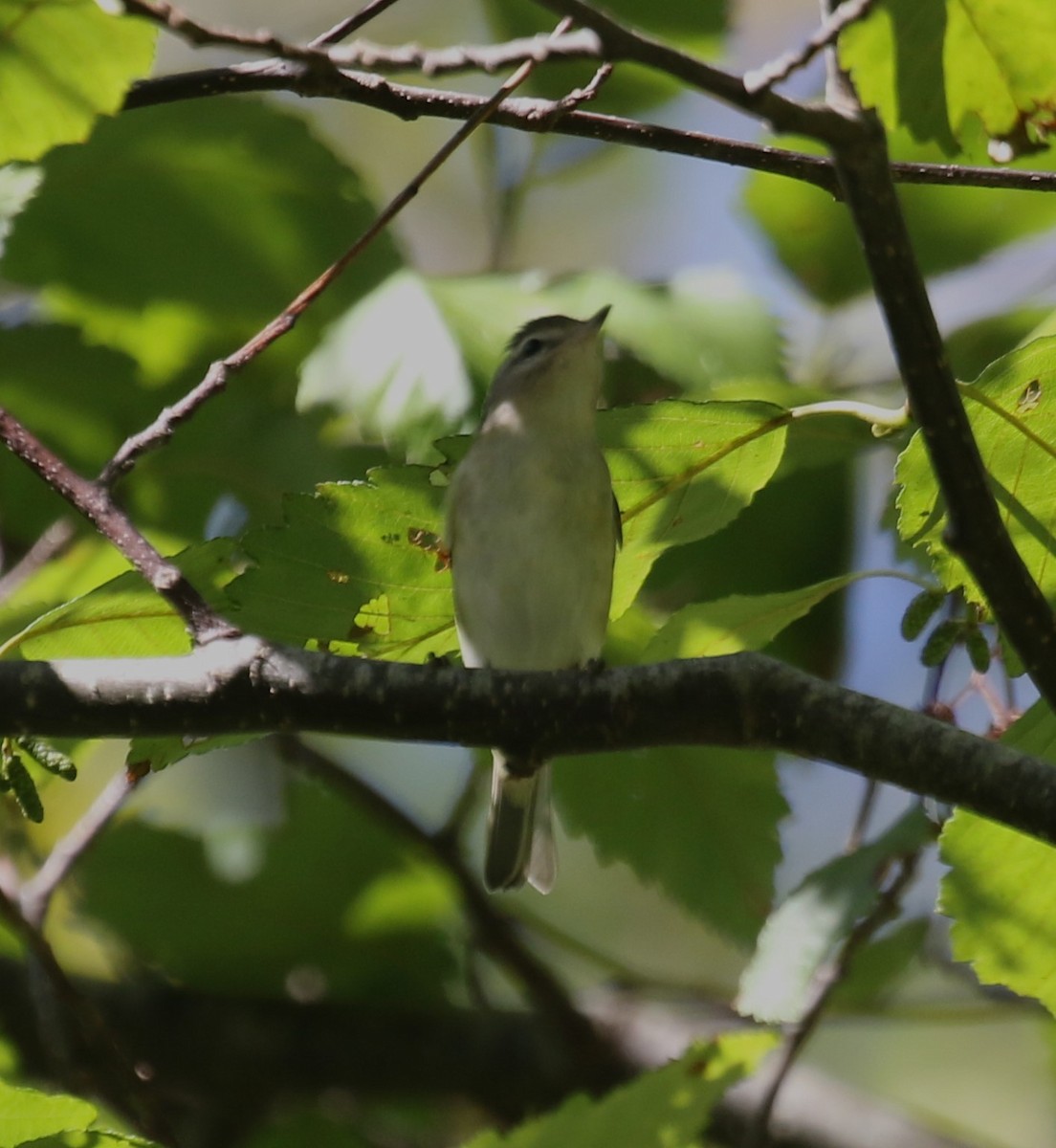Warbling Vireo - ML641856030