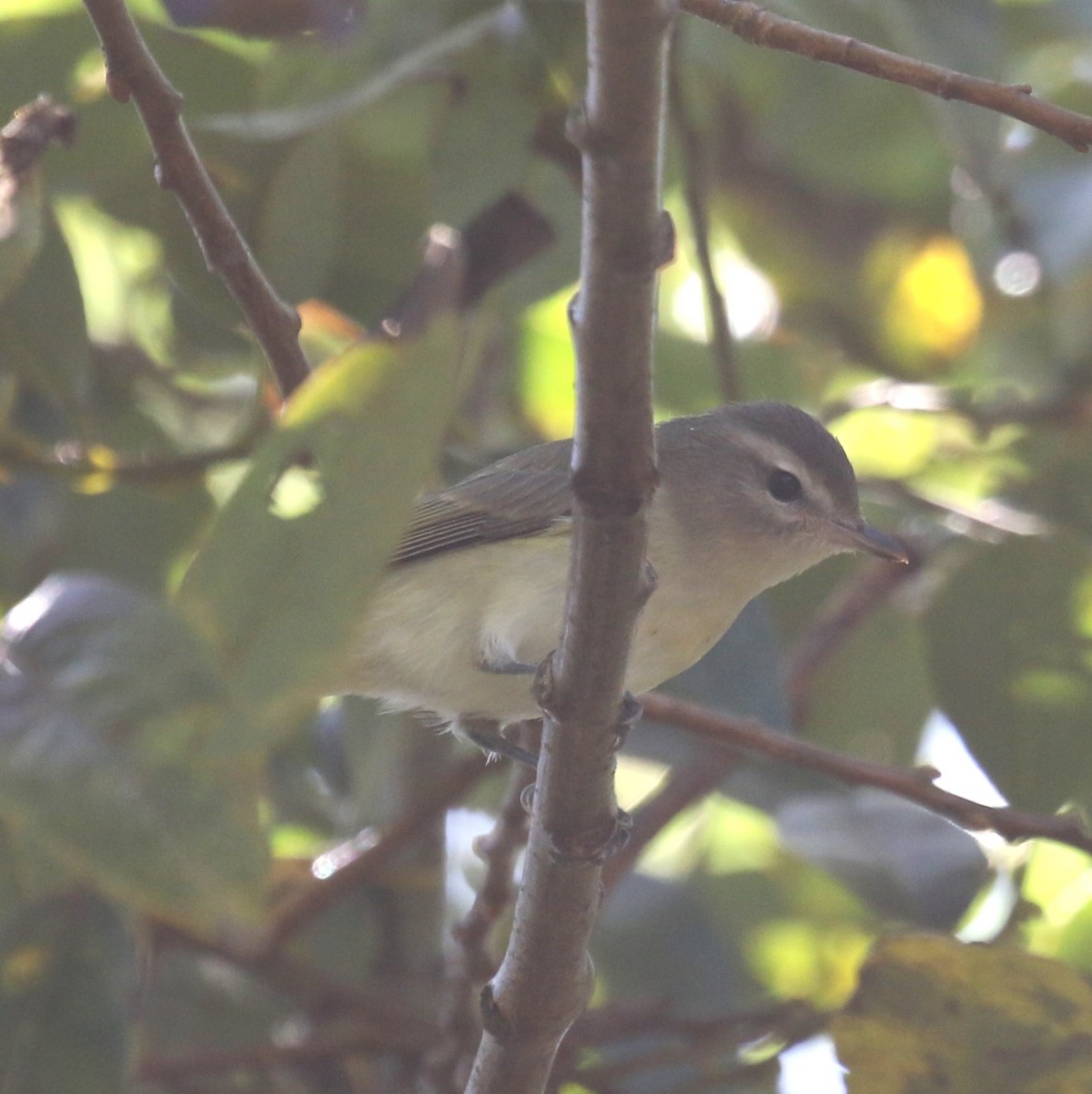 Warbling Vireo - ML641856040