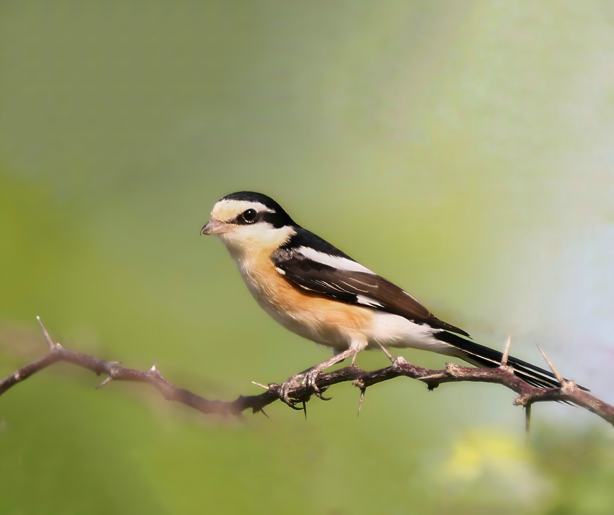 Masked Shrike - ML641856046