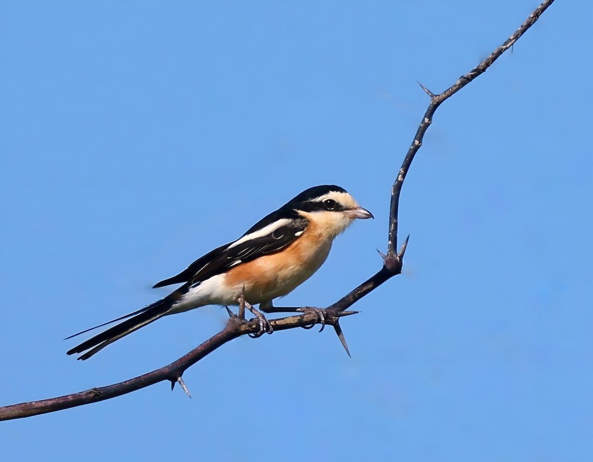 Masked Shrike - ML641856047