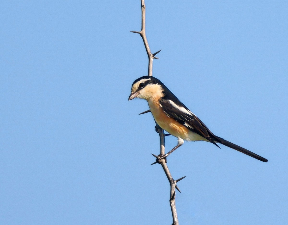 Masked Shrike - ML641856048