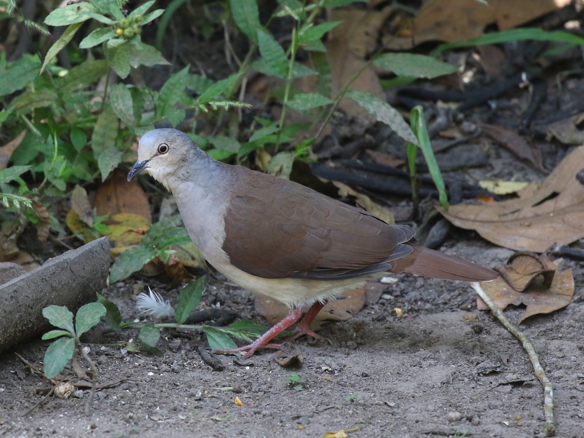Pallid Dove - ML641856053